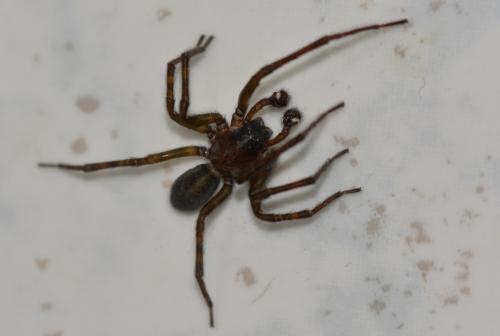 Réf. 277 775 : Amaurobius ferox